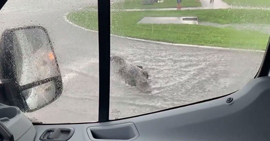 Tai xe hot hoang khi thay ca sau 