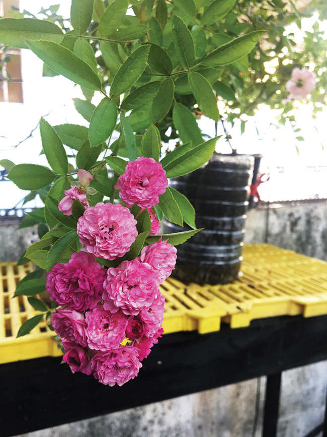 Tham khao cach trong hoa tren ban cong nho hep-Hinh-2