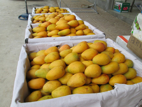 Tram tan xoai mini Trung Quoc do bo TP HCM gan mac xoai Chau Doc-Hinh-2