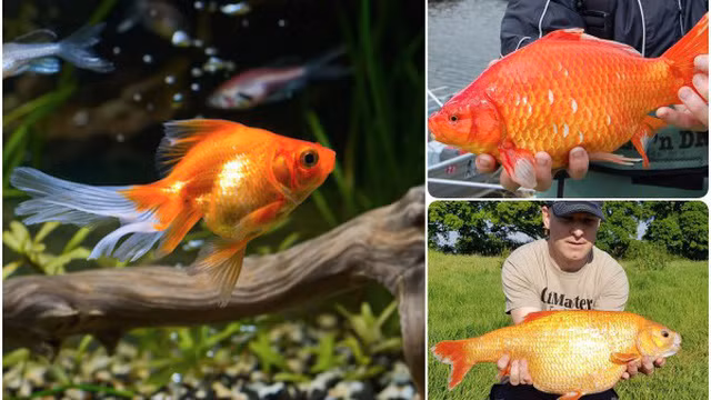 Giai ma ca vang hien lanh trong be “bien hinh” thanh “quai vat” khong lo