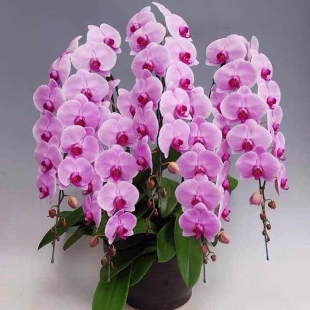 Lan ho diep nhap ngoai 3 trieu dong/canh van chay hang ngay Tet-Hinh-3