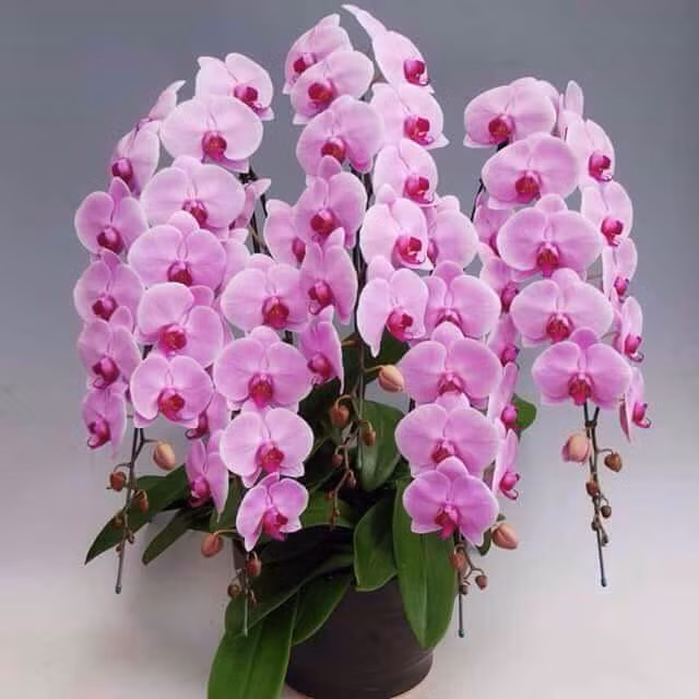 Lan ho diep nhap ngoai 3 trieu dong/canh van chay hang ngay Tet-Hinh-3