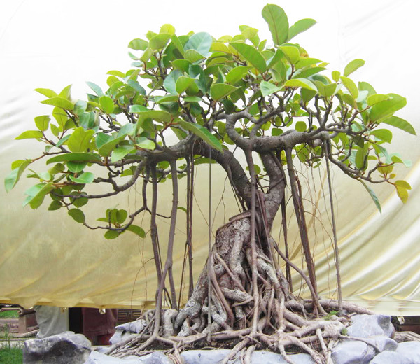 Cây đa bonsai: Cây đa thường có rễ rất to, thô và điều này trong phong thủy bị coi là gây mất cân bằng cho ngôi nhà của bạn 