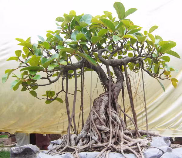 Cây đa bonsai: Cây đa thường có rễ rất to, thô và điều này trong phong thủy bị coi là gây mất cân bằng cho ngôi nhà của bạn 