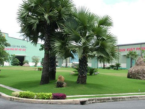 Với tán lá to tròn cùng vẻ xanh mượt, cây cọ cảnh có ý nghĩa mang niềm vui, sự hi vọng, may mắn tài lộc đến với gia chủ, như chiếc quạt lớn xua đi những điều xấu, đem lại điềm lành, sinh tài giữ của.