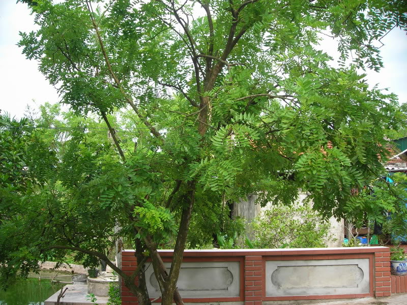 Cây hoa hòe: Dân gian xưa có câu: "Một cây hòe trước nhà, không chiêu của báu cũng chiêu tiền bạc”. Cây hoa hòe với mùi thơm dễ chịu ngoài công dụng là một vị thuốc quý trong y học, còn mang ý nghĩa phong thủy là mang lại sự tài lộc, phú quý, sung túc cho gia chủ khi được trồng trước nhà.