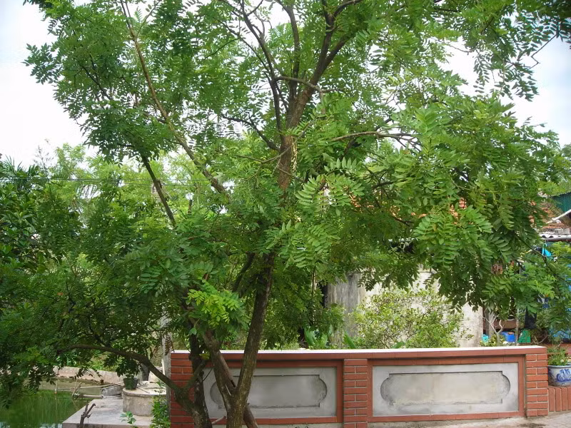 Cây hoa hòe: Dân gian xưa có câu: "Một cây hòe trước nhà, không chiêu của báu cũng chiêu tiền bạc”. Cây hoa hòe với mùi thơm dễ chịu ngoài công dụng là một vị thuốc quý trong y học, còn mang ý nghĩa phong thủy là mang lại sự tài lộc, phú quý, sung túc cho gia chủ khi được trồng trước nhà.