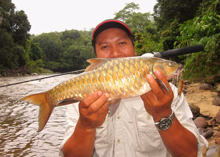 Cá Empurau ưa nước lạnh, sạch và với lượng oxy hòa tan đầy đủ.