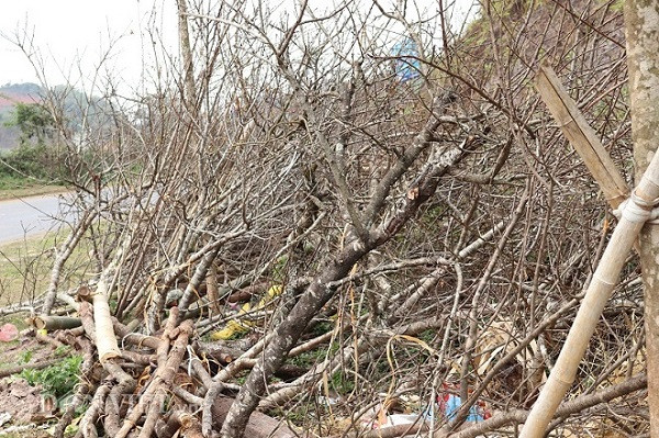 Sau Tết, đào rừng không ai mua thành củi, rác trên đất Tây Bắc Sau Tet, dao rung khong ai mua thanh cui, rac tren dat Tay Bac