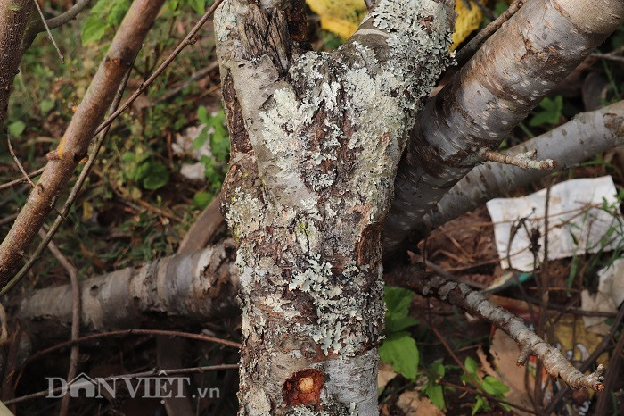 Trao đổi với phóng viên Dân Việt, bà Lò Thị Chung (phường Chiềng An, TP.Sơn La) chia sẻ: "Đào này được các dân buôn mua từ các xã vùng cao của huyện Thuận Châu về tập kết ở đây để bán. Nhưng không hiểu sao, nhiều gốc đào, cành đào có thế rất đẹp lại có nụ rất ít, không nở hoa đúng dịp Tết, một số có nở nhưng hoa rất ít nên không ai mua. Do đó, người bán cũng nản, đã mất tiền của, công sức chở từ xa về rồi lại bán không được nên đành vứt ở đây. Tôi thấy thật sự lãng phí và lo cho việc chặt đào từ các xã vùng cao đem bán như vậy"...