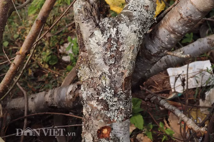 Trao đổi với phóng viên Dân Việt, bà Lò Thị Chung (phường Chiềng An, TP.Sơn La) chia sẻ: "Đào này được các dân buôn mua từ các xã vùng cao của huyện Thuận Châu về tập kết ở đây để bán. Nhưng không hiểu sao, nhiều gốc đào, cành đào có thế rất đẹp lại có nụ rất ít, không nở hoa đúng dịp Tết, một số có nở nhưng hoa rất ít nên không ai mua. Do đó, người bán cũng nản, đã mất tiền của, công sức chở từ xa về rồi lại bán không được nên đành vứt ở đây. Tôi thấy thật sự lãng phí và lo cho việc chặt đào từ các xã vùng cao đem bán như vậy"...