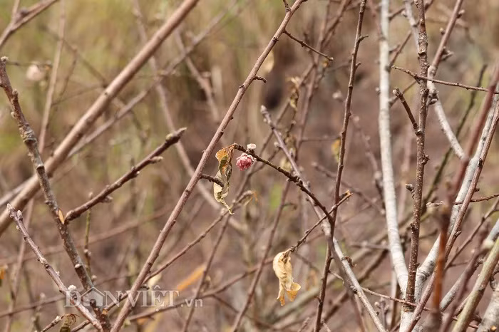 Sau hơn chục ngày, những cành đào non bị dân buôn chặt lìa khỏi gốc đem về thành phố bán lấy tiền giờ đã khô héo.