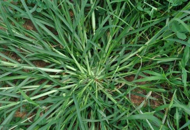 Thu co dai moc day o Viet Nam, truoc chang ai an gio tien trieu