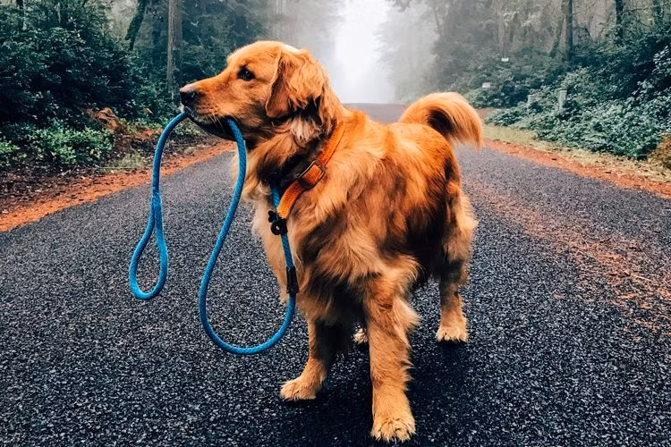 Gioi nha giau chi ca chuc ty de mua cho cung thuan chung-Hinh-2