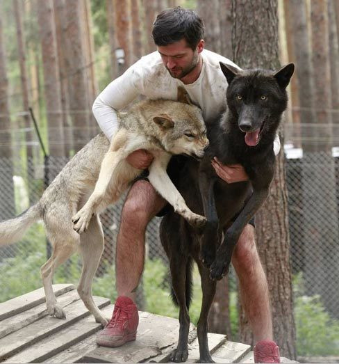 Anh Potapov và cặp sói yêu thích Alpha - Ugolek. Ảnh: Instagram