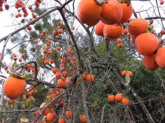 Trong loai qua nhu do trang tri Giang sinh, thu sieu loi nhuan