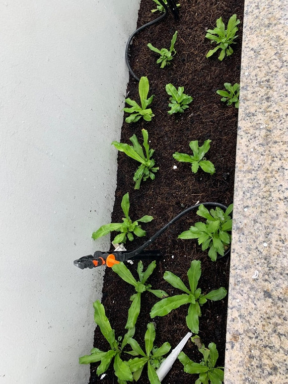 Vườn rau của Đại Nghĩa có nhiều loại rau như rau diếp, xà lách, rau dền, rau cải...