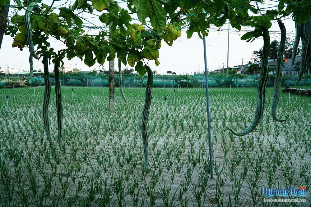 Mướp rắn màu xanh sọc trắng.