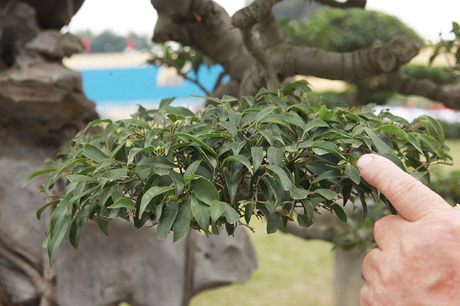 Cây cao khoảng 2m, toàn bộ phần rễ ôm đá, thân thả, uốn lượn xuống phía dưới như một dòng thác. Độ cong của thân, đường chuyển của thân cây rất ngoạn mục và hợp lý khiến giới chơi cây cảnh mê mẩn.