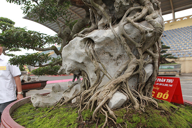 Bây giờ, để tìm được khối đá màu trắng tự nhiên phù hợp, đẹp như vậy rất khó, chứng tỏ các nghệ nhân xưa rất giỏi trong việc tạo tác, kết hợp giữa đá và cây, anh Vương Xuân Nguyên (chuyên viết về cây cảnh) cho biết. Bộ rễ ôm đá, mốc thếch chứng tỏ cây nhiều năm tuổi. “Cây có nguồn gốc từ Huế và có tuổi đời trên 100 năm”, ông Toàn cho hay.