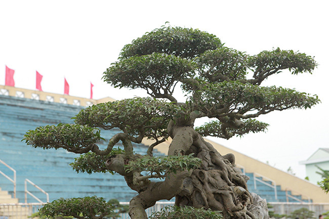 Năm 2010 – thời điểm đỉnh cao, giá trị của cây còn còn cao hơn rất nhiều. Một số đại gia hỏi mua nhưng ông Toàn không bán bởi không phải ai cũng có may mắn sở hữu những cây quý.