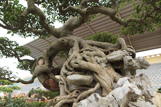 Chủ nhân của cây này cho biết dù cây kích thước không quá to, lớn nhưng giá trị mang lại rất cao, giá khoảng 5 tỷ đồng.