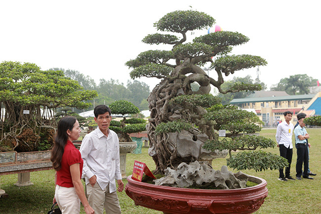 "Cây sanh được trồng trong chậu từ nhỏ bởi những gia đình giàu có từ ngày xưa nên họ coi như “báu vật” trong nhà, bởi vậy, mua rất khó, phải có duyên mới mua được. Qua bàn tay của những nghệ nhân xưa tạo nên một cây sanh “thác đổ” đẹp như vậy”, - vị đại gia chơi cây đất Phú Thọ tâm sự.
