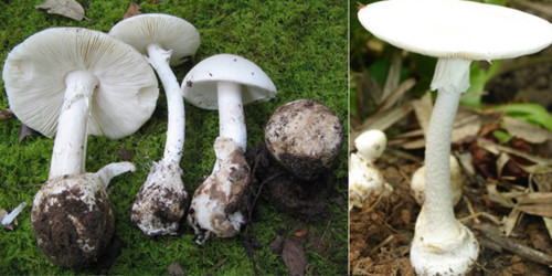 An nam rung, chong tu vong, vo va con dau nguy kich