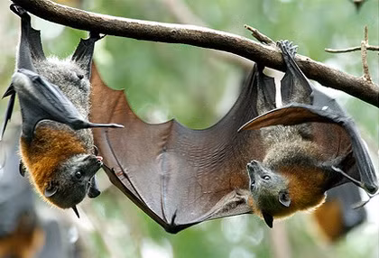 Tai sao doi lai treo nguoc lung lang khi nghi hoac ngu?-Hinh-2