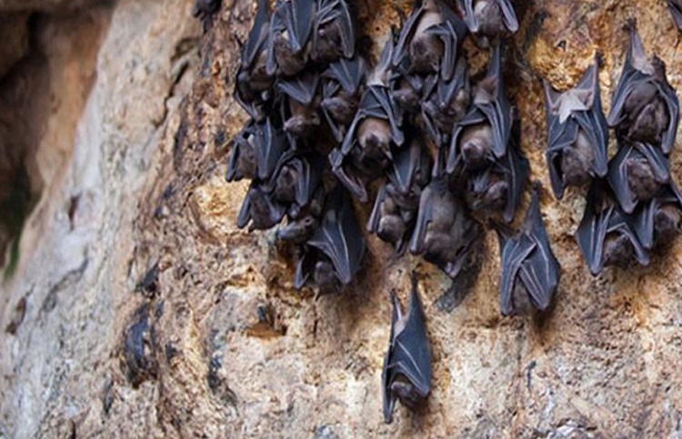 Tai sao doi lai treo nguoc lung lang khi nghi hoac ngu?