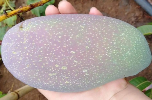 Xoai la gia chi 50.000 dong/kg “hut hon” cac chi em