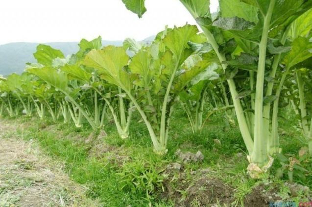 Loai rau dang o nong thong khong buon an, tren thanh thi ban 80 nghin/kg