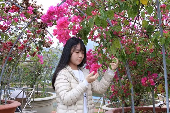 Những thiếu nữ Sơn La cũng tranh thủ dịp này tạo dáng bên những chậu hoa giấy đẹp rực rỡ chụp ảnh kỷ niệm.