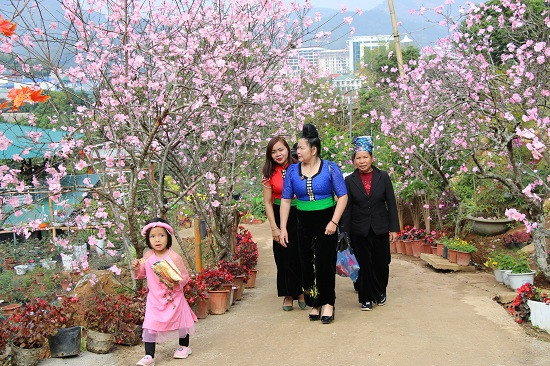 Xuân phố núi dường như thêm rộn ràng trong sắc màu rực rỡ của muôn loài hoa đua nhau khoe sắc...