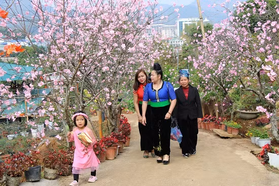 Xuân phố núi dường như thêm rộn ràng trong sắc màu rực rỡ của muôn loài hoa đua nhau khoe sắc...