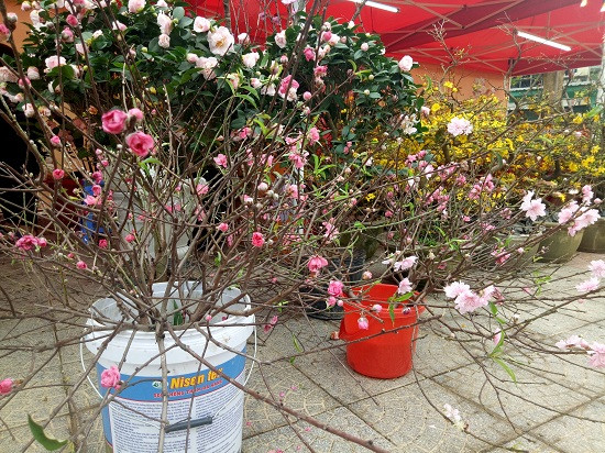 Trong các khu chợ hoa, ngoài sắc vàng thắm của hoa mai, còn có cả những cành bích đào được vận chuyển từ dưới xuôi lên hay hoa mai vàng phương Nam để phục vụ nhu cầu chơi hoa ngày tết đa dạng của người dân.