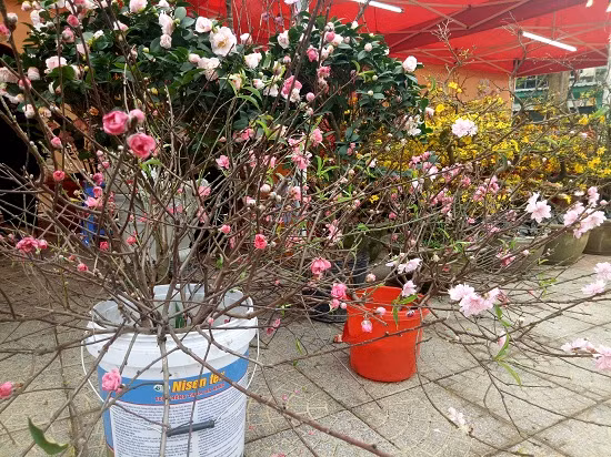 Trong các khu chợ hoa, ngoài sắc vàng thắm của hoa mai, còn có cả những cành bích đào được vận chuyển từ dưới xuôi lên hay hoa mai vàng phương Nam để phục vụ nhu cầu chơi hoa ngày tết đa dạng của người dân.
