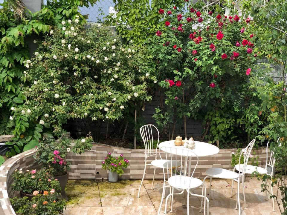 Chị trồng hồng thành từng bụi, đặt trong những bồn kè đá gọn gàng. Chị Thúy chia sẻ kinh nghiệm, để có vườn hoa đẹp trên sân thượng, cần chú ý đến việc tưới nước, bón phân, chăm sóc và đặc biệt là nắng. Bởi theo chị, sân thượng thì bao nhiêu nắng, hoa sẽ đượm màu và lặp hoa bấy nhiêu.