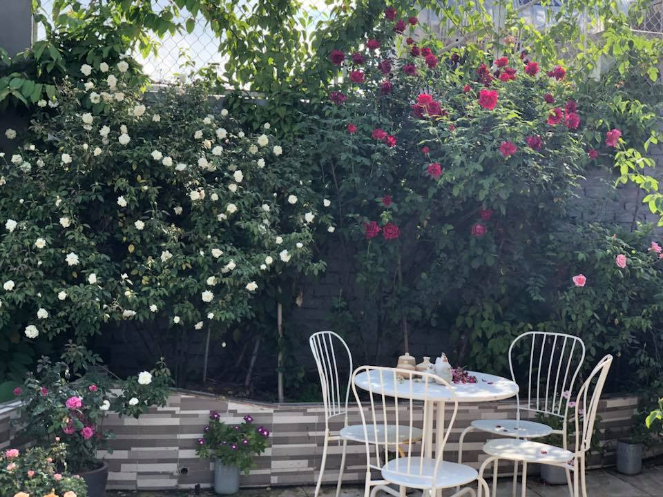 Chị Thúy trồng và chăm sóc hoa không chỉ với tình yêu mà còn bằng đam mê trong tâm hồn nhẹ nhàng, lãng mạn. Những đóa hồng dịu dàng, đằm thắm, hay kiêu sa, rực rỡ ngát hương thơm luôn mang đến cho chị cảm giác thư thái, an yên khi ngắm nhìn.