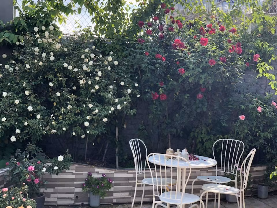 Chị Thúy trồng và chăm sóc hoa không chỉ với tình yêu mà còn bằng đam mê trong tâm hồn nhẹ nhàng, lãng mạn. Những đóa hồng dịu dàng, đằm thắm, hay kiêu sa, rực rỡ ngát hương thơm luôn mang đến cho chị cảm giác thư thái, an yên khi ngắm nhìn.