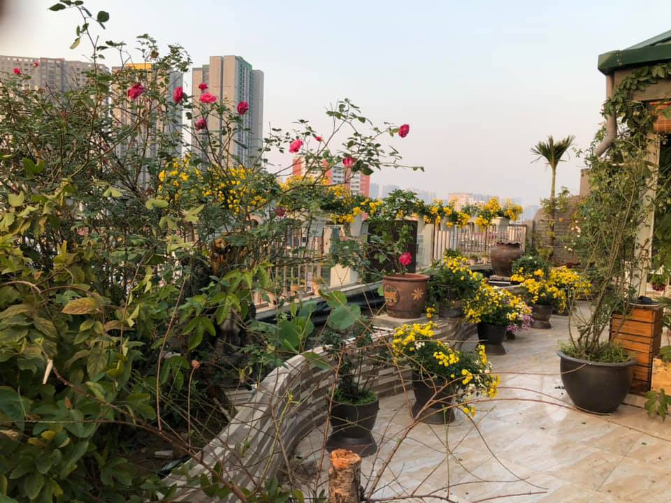 Chị còn trồng thêm nhiều loài hoa như cúc, mười giờ, sen, tử đằng...