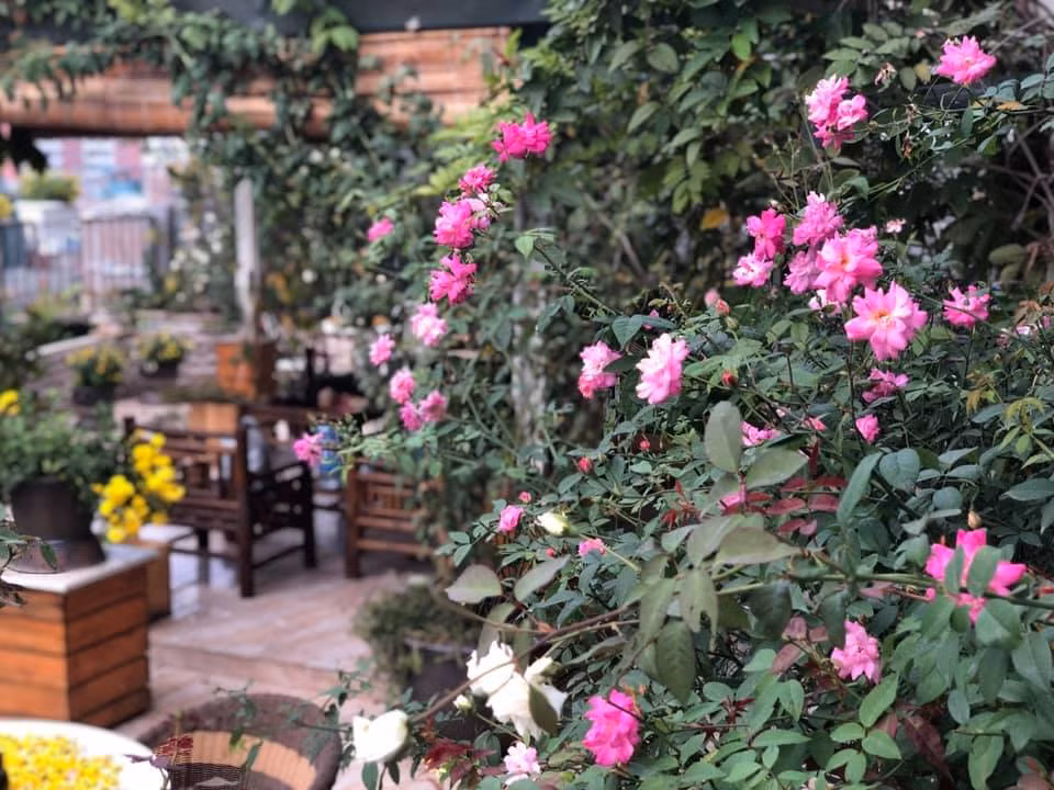 Chị cũng lưu ý, cần phải chú trọng vào đất trồng bởi đây là yếu tố quan trọng nhất, giá thể chị trồng theo công thức: 1 bao đất + 1 bao trùn quế và 2 bốc xơ dừa. Khi xuất hiện bệnh rệp, chỉ cần dùng hỗn hợp sả ớt, gừng sẽ cho hiệu quả.