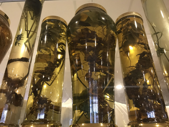 Hiện nay, củ sâm ngọc linh giá trị cao lại nhờ vào hình dáng, màu sắc, độ tuổi... Những củ sâm dài, thẳng lúc nào cũng có giá cao hơn nhiều. Đặc biệt, những củ sâm ngọc linh có lá còn tươi giá cũng được bán ra cao hơn. Những củ sâm lá héo cũng bị mất giá trị.