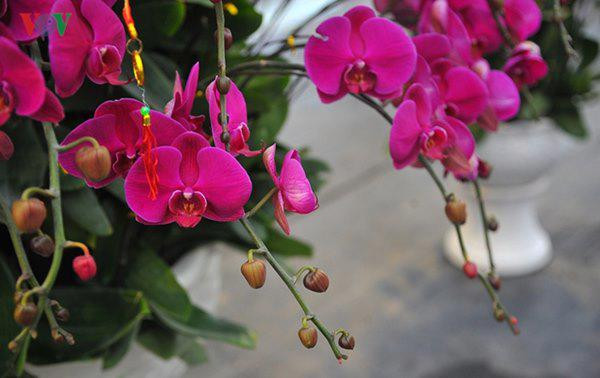 Nau chuoi tuoi cho phong lan, 1 tuan sau hoa tuon nhu suoi