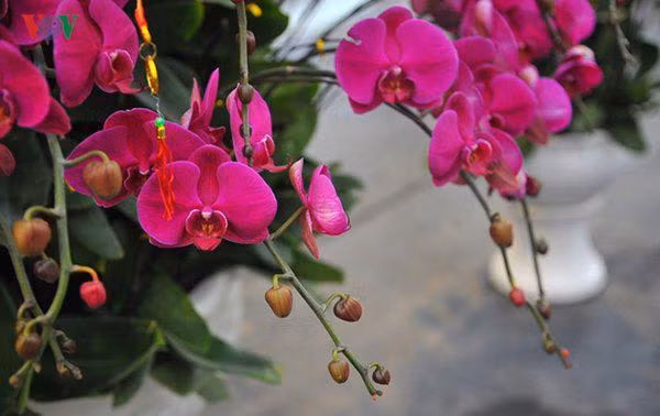 Nau chuoi tuoi cho phong lan, 1 tuan sau hoa tuon nhu suoi