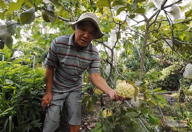 Vet het vang mua cay na trai sieu to khong lo nang 1,5kg-Hinh-2