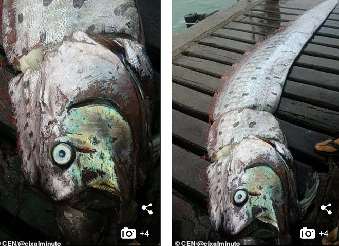 Ngu dan Peru bat duoc 