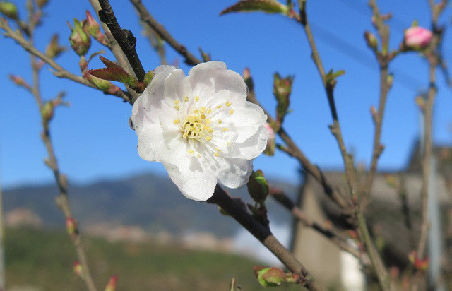 Nhat chi mai co day reu moc: Hang hiem, chac gia 50 trieu