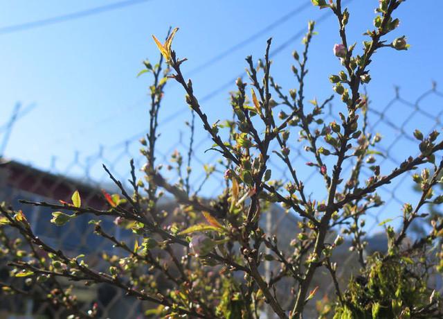 Nhat chi mai co day reu moc: Hang hiem, chac gia 50 trieu-Hinh-2