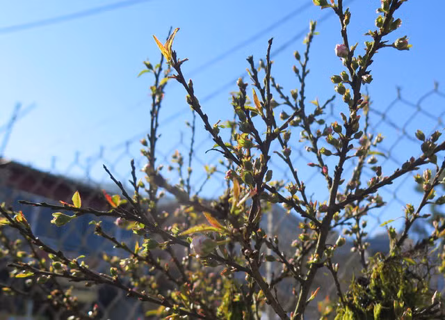 Nhat chi mai co day reu moc: Hang hiem, chac gia 50 trieu-Hinh-2